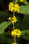 Wreath goldenrod